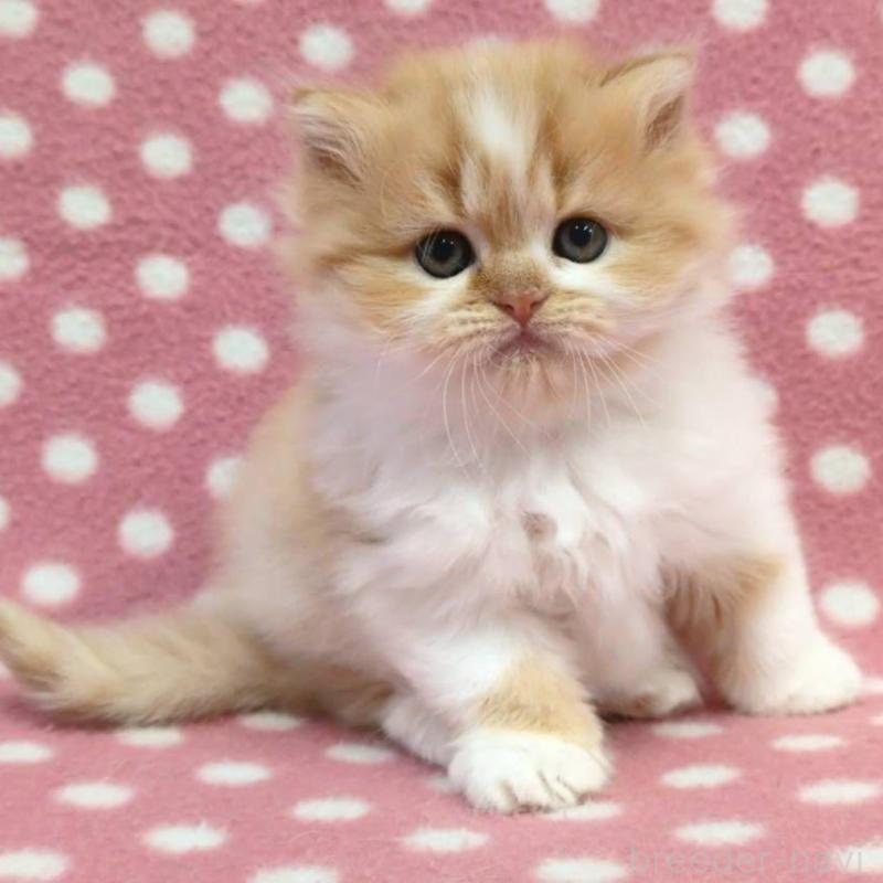 販売中の愛知県のミヌエット-134322