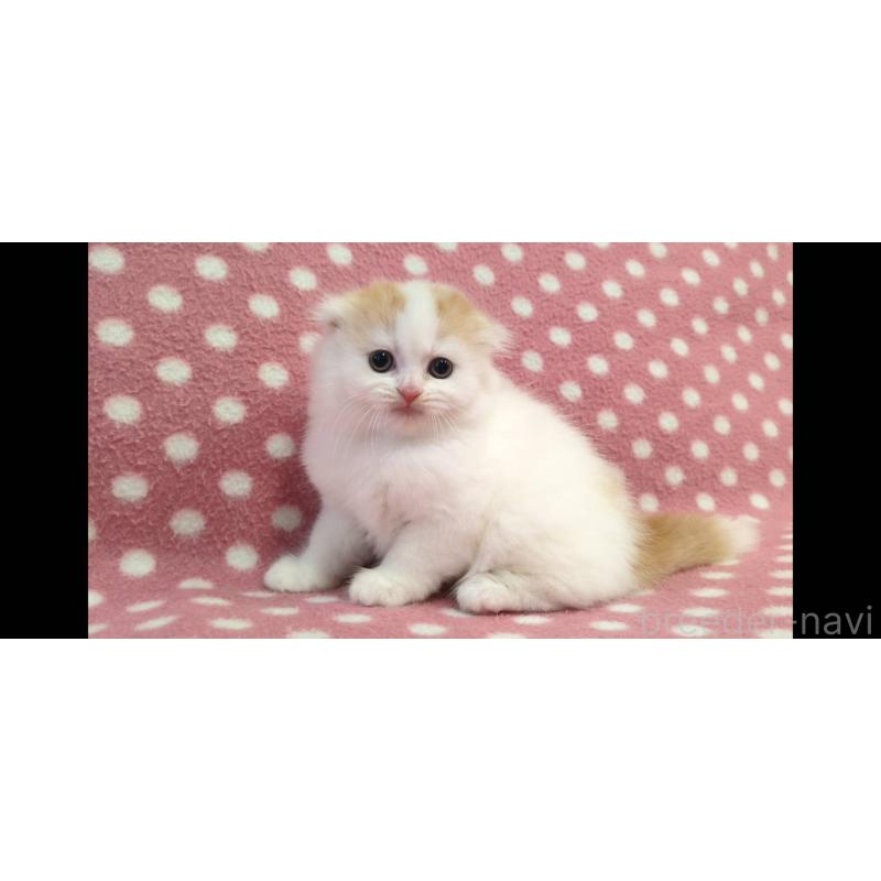 販売中の愛知県のスコティッシュフォールド(折れ耳)-134323の3枚目