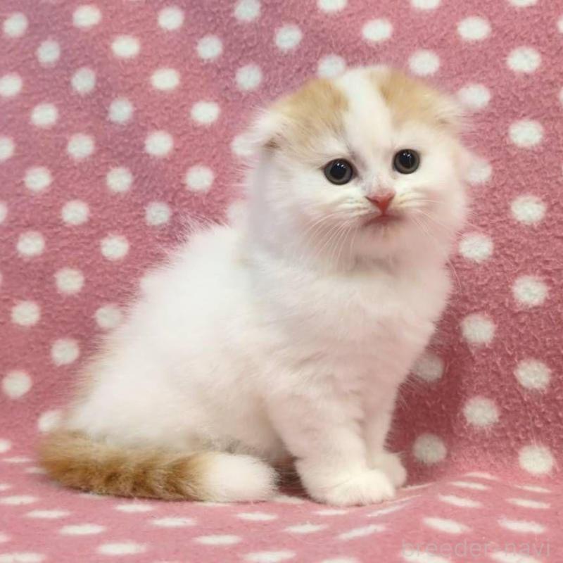 販売中の愛知県のスコティッシュフォールド(折れ耳)-134323