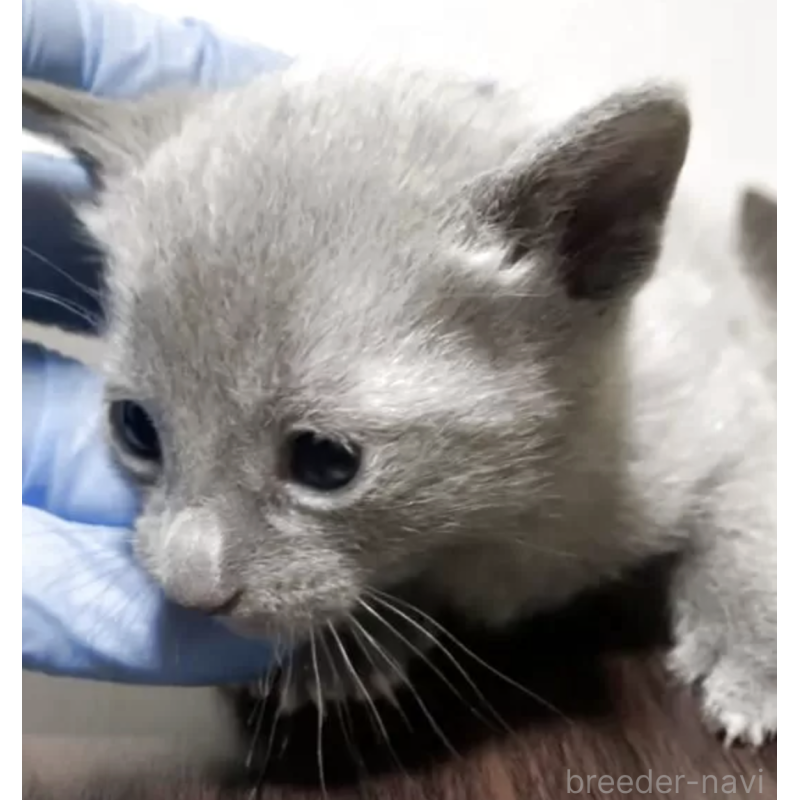 商談中の奈良県のロシアンブルー-134324の2枚目