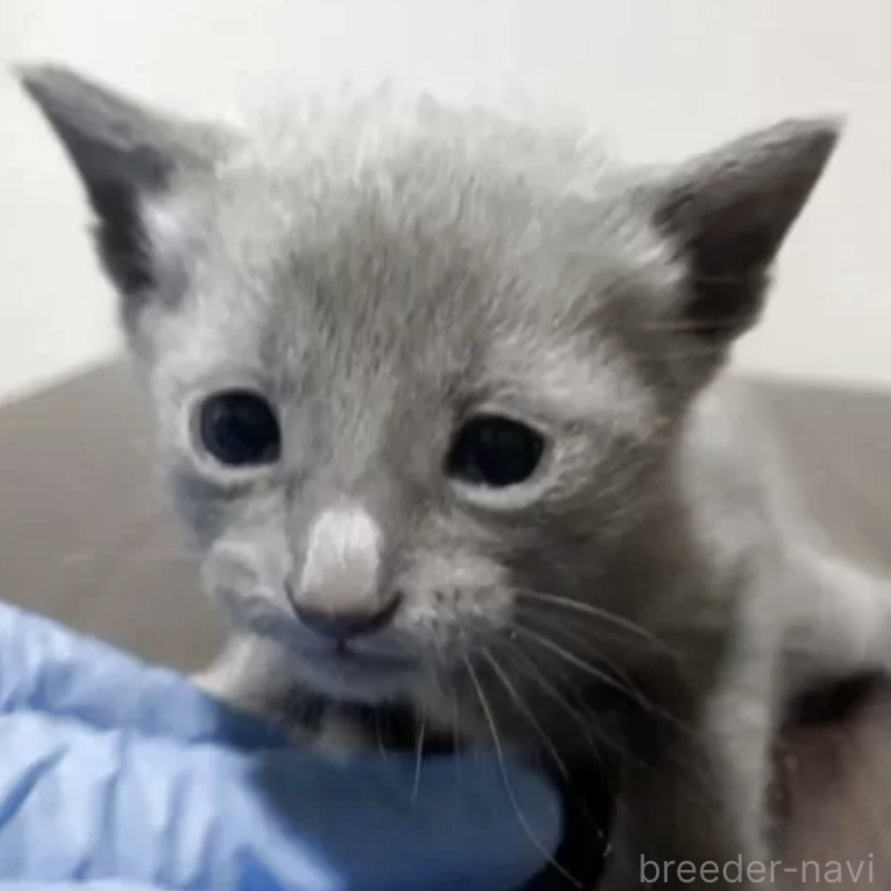 商談中ののロシアンブルー-134324