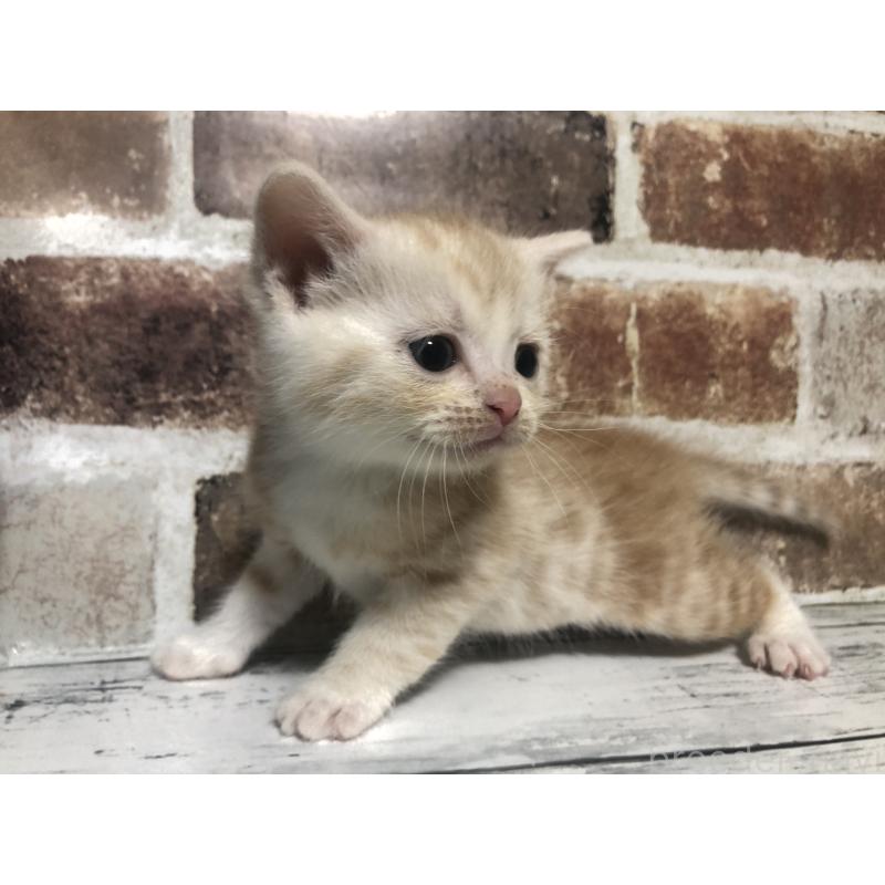 販売中の千葉県のスコティッシュストレート-134326の5枚目