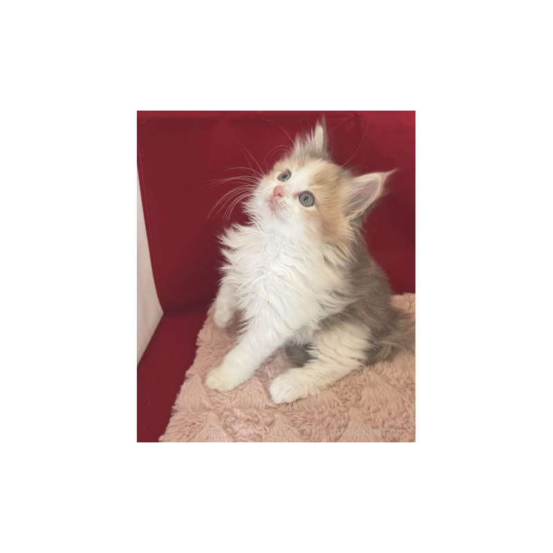 販売中の富山県のミックス-134325の5枚目