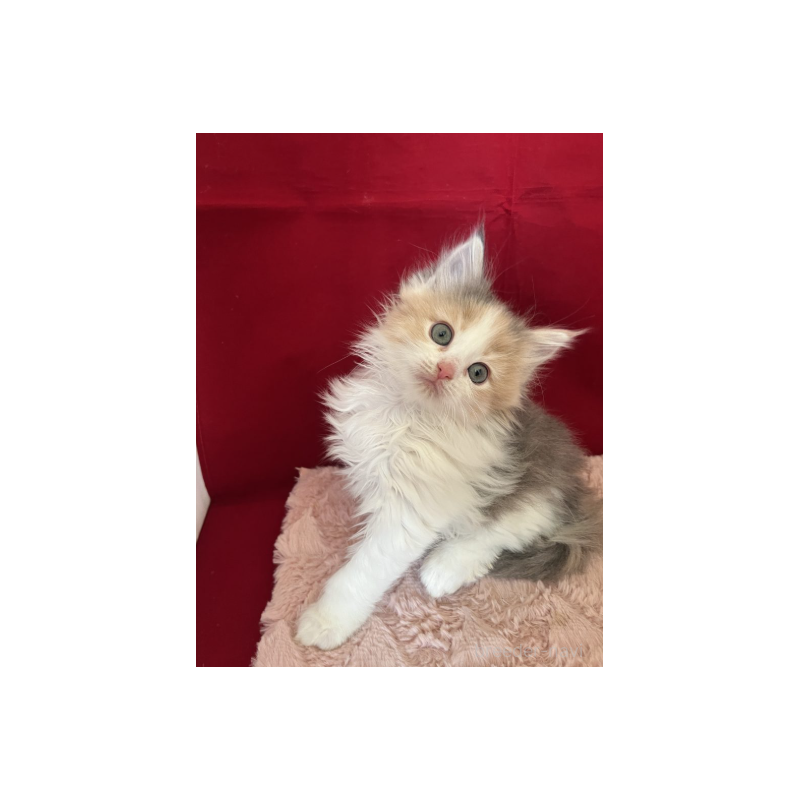 販売中の富山県のミックス-134325の4枚目