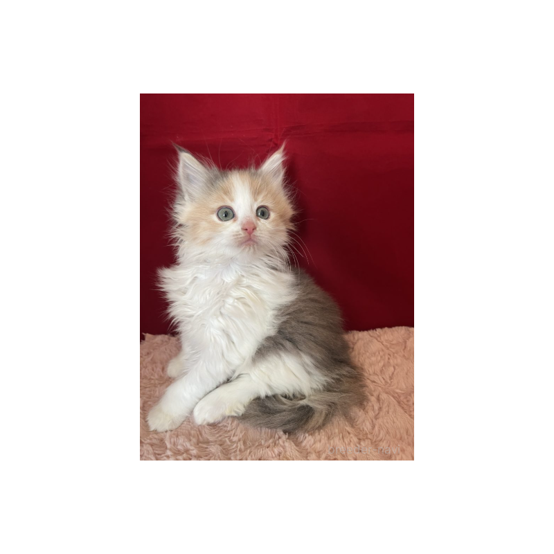 販売中の富山県のミックス-134325の3枚目