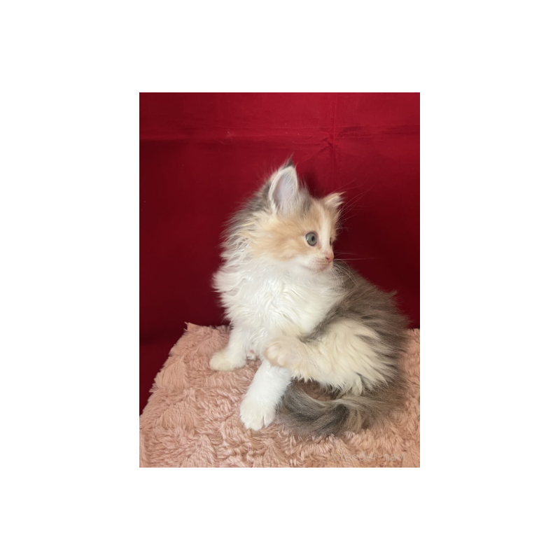 販売中の富山県のミックス-134325の2枚目