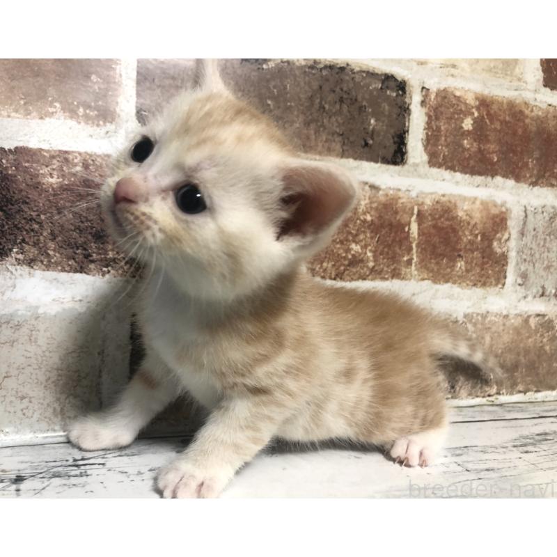 販売中の千葉県のスコティッシュストレート-134326の3枚目