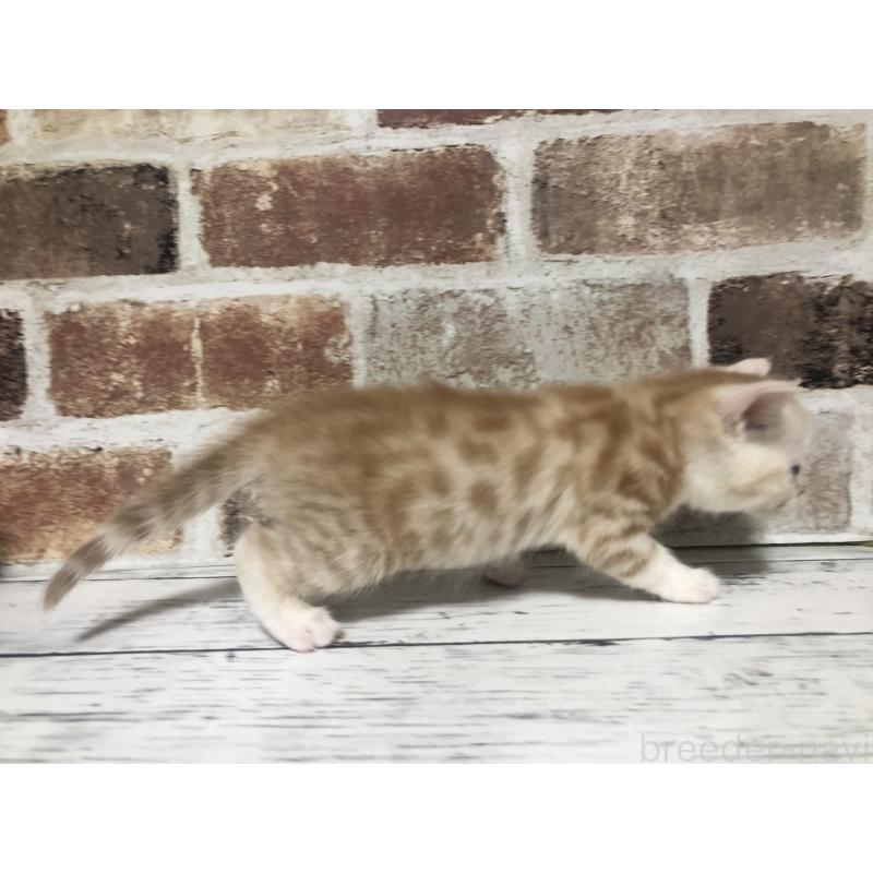 販売中の千葉県のスコティッシュストレート-134326の2枚目