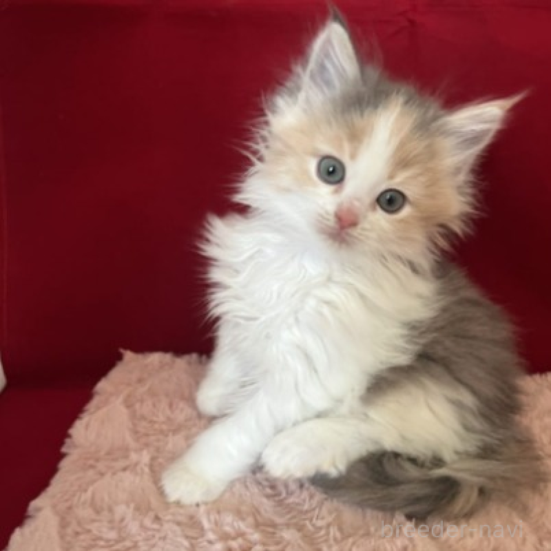 販売中の富山県のミックス-134325