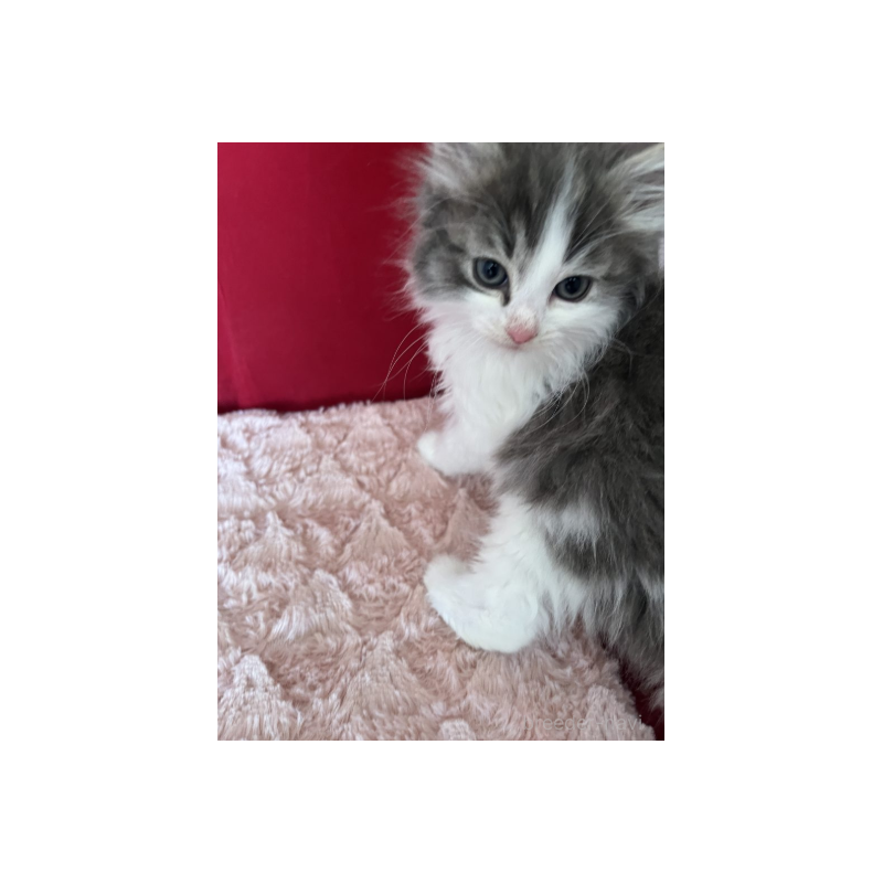 販売中の富山県のミックス-134327の5枚目