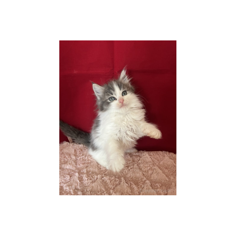 販売中の富山県のミックス-134327の4枚目