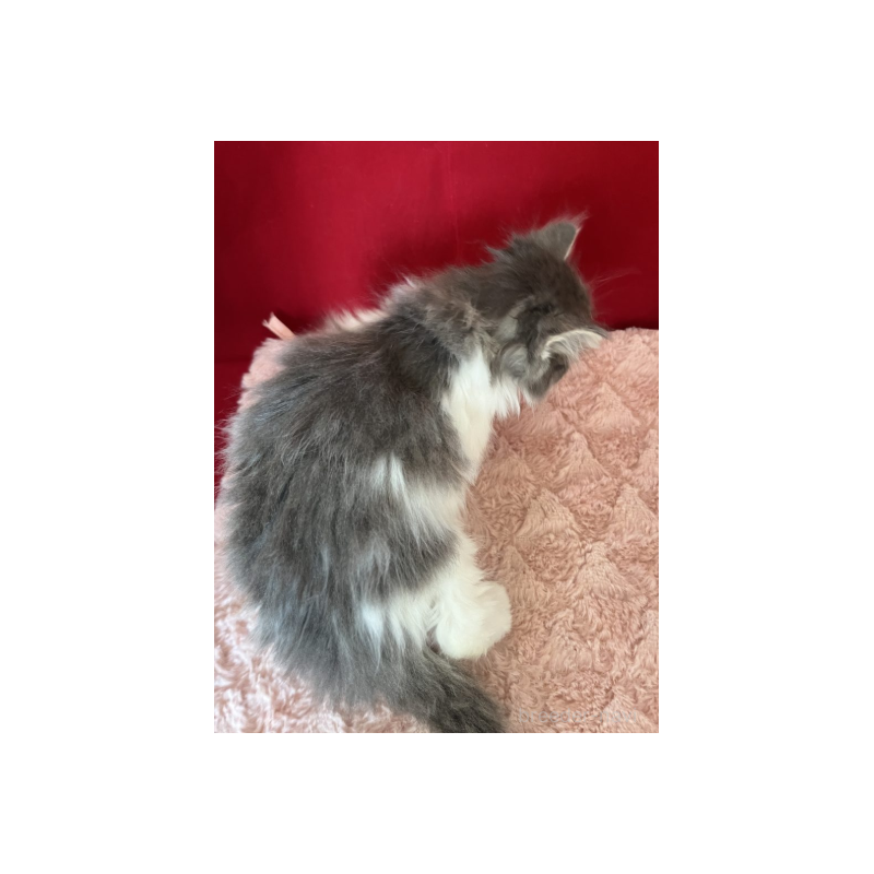 販売中の富山県のミックス-134327の3枚目