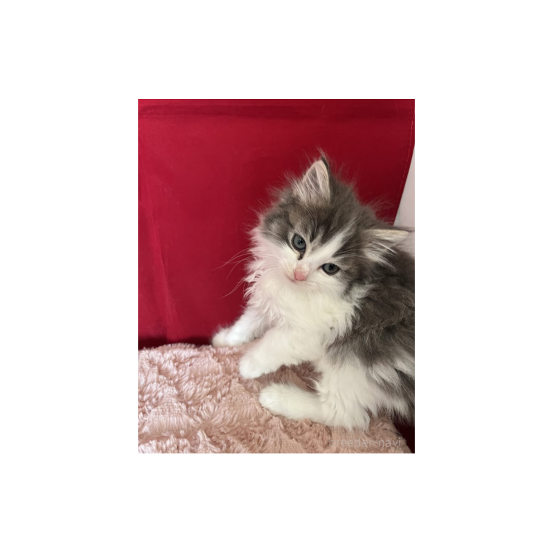 販売中の富山県のミックス-134327の2枚目