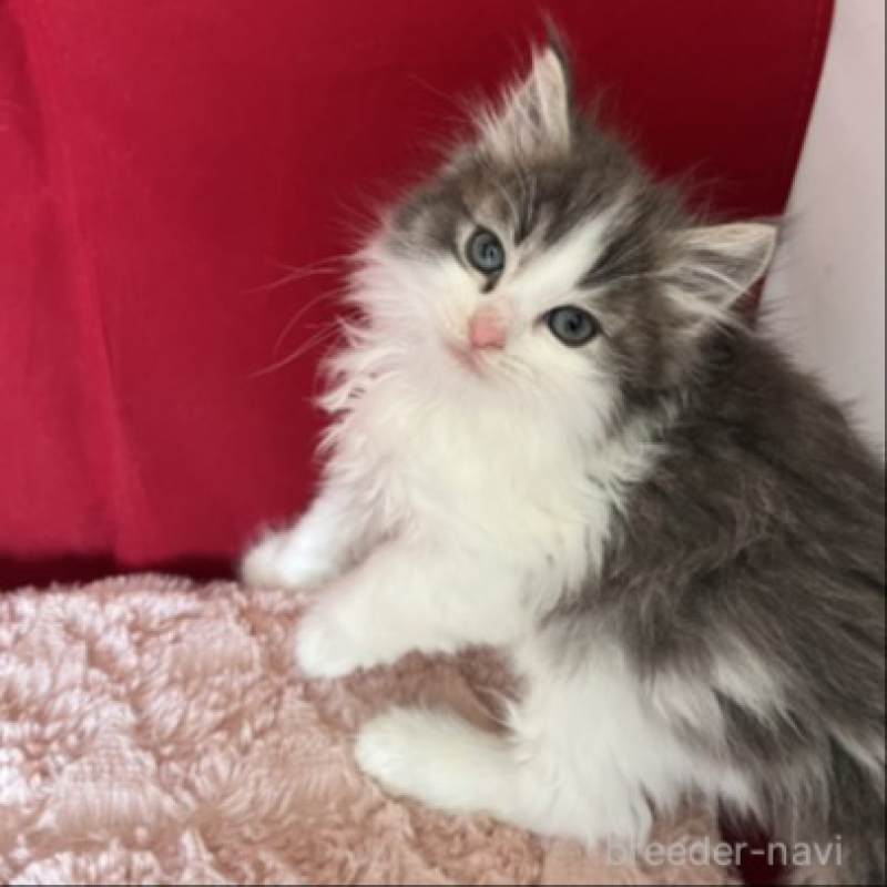 販売中の富山県のミックス-134327