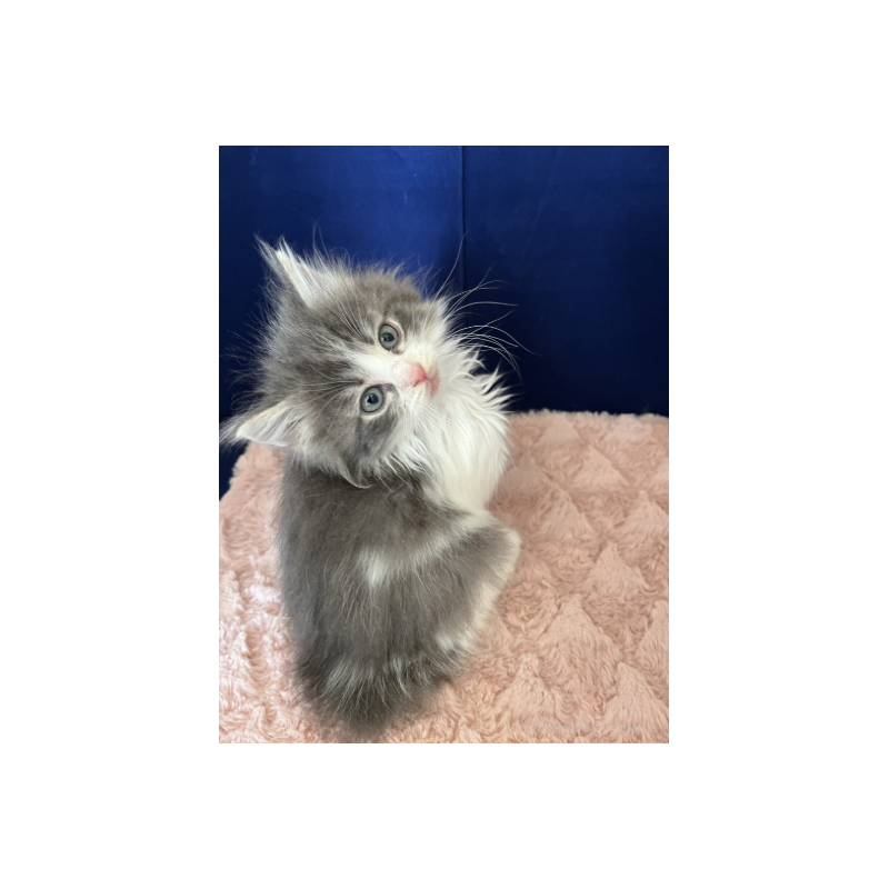 販売中の富山県のミックス-134328の4枚目