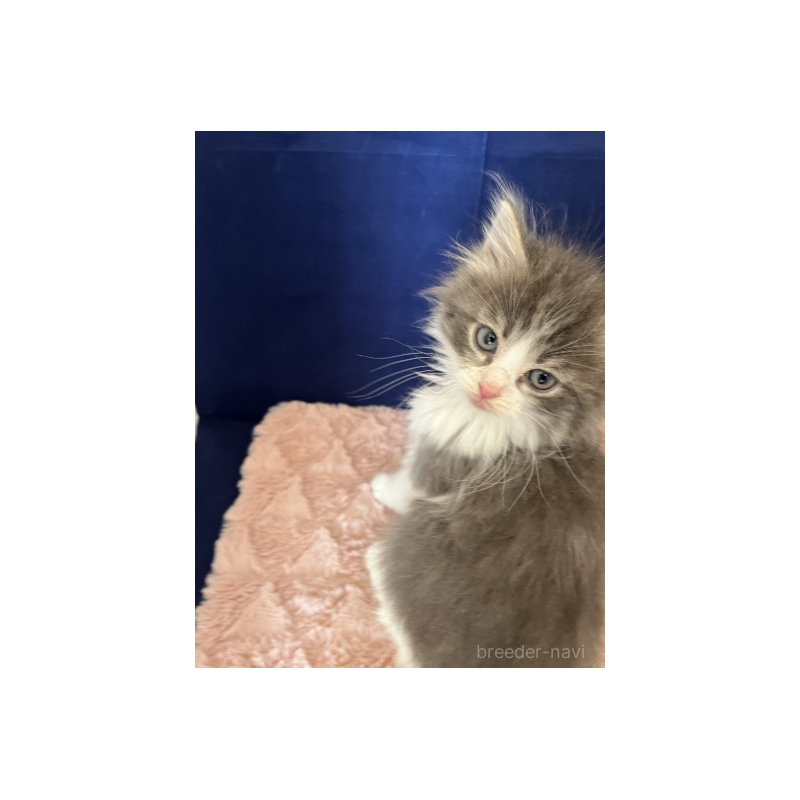 販売中の富山県のミックス-134328の3枚目