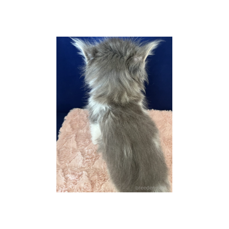 販売中の富山県のミックス-134328の2枚目