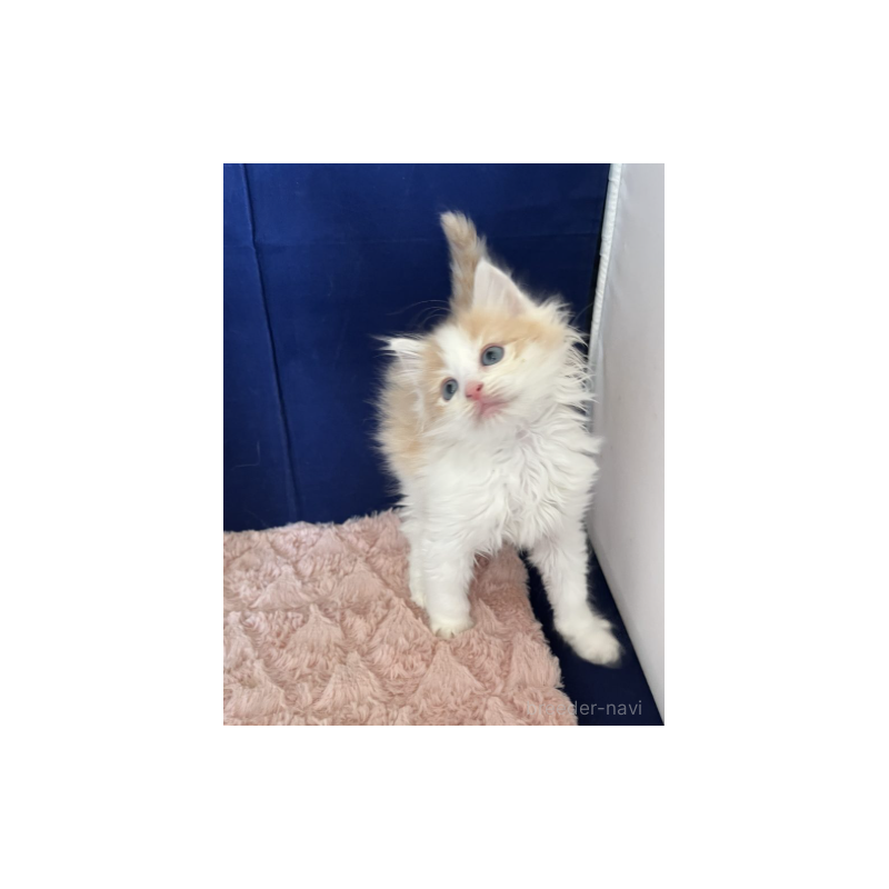 販売中の富山県のミックス-134329の2枚目