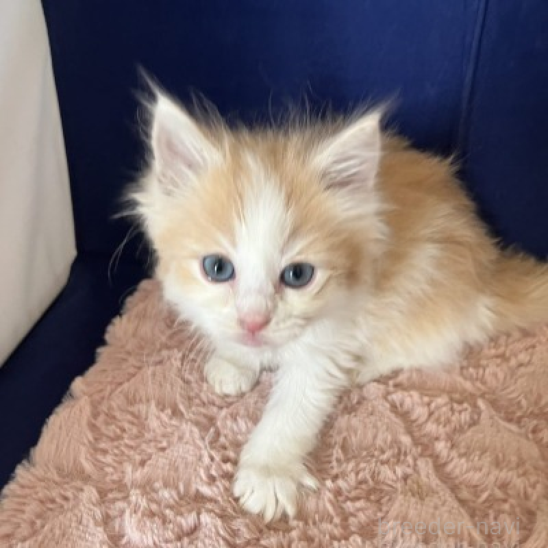 販売中の富山県のミックス-134329の1枚目