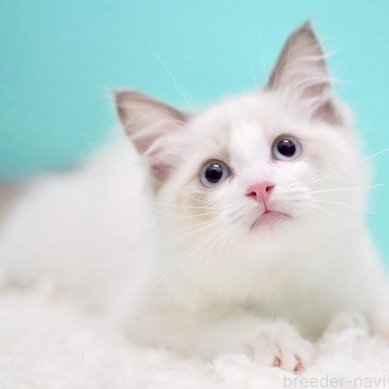 販売中の東京都のラグドール-129841