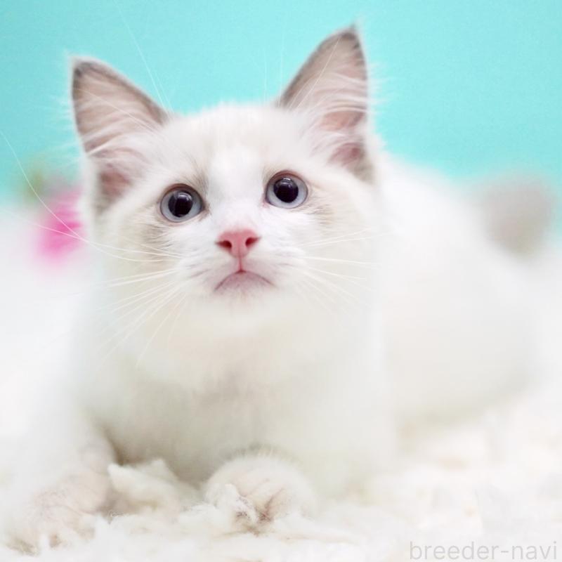 成約済の東京都のラグドール-129841の15枚目