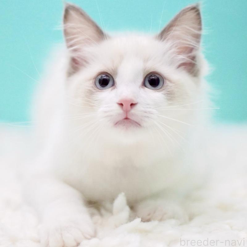 成約済の東京都のラグドール-129841の14枚目