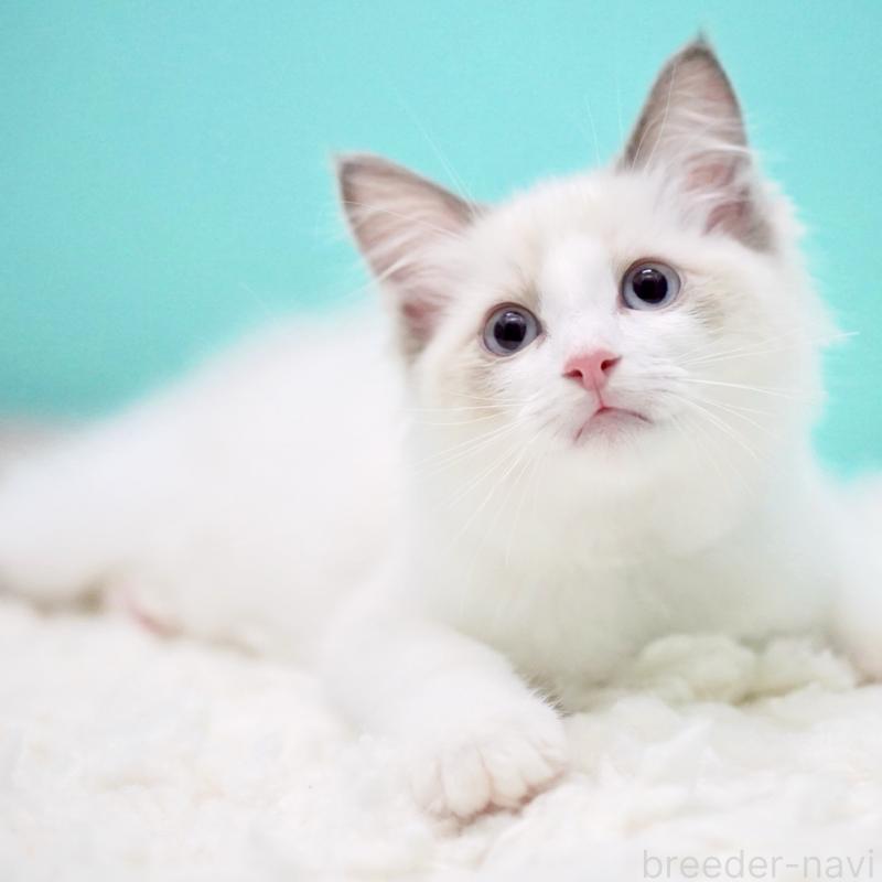 成約済の東京都のラグドール-129841の13枚目