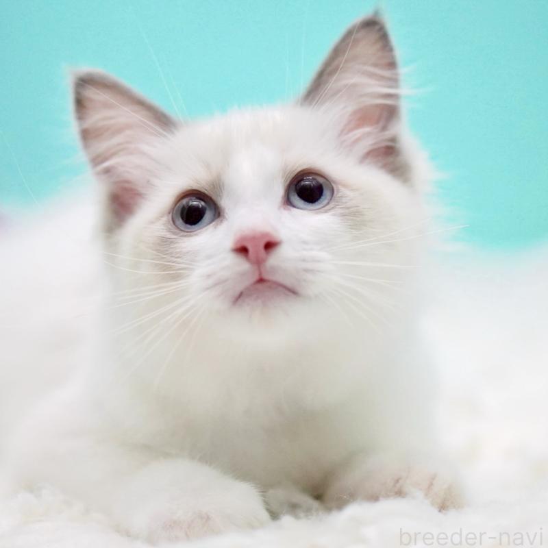 成約済の東京都のラグドール-129841の12枚目