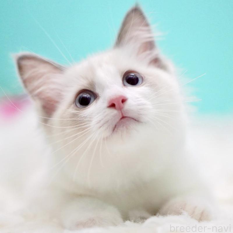 成約済の東京都のラグドール-129841の11枚目