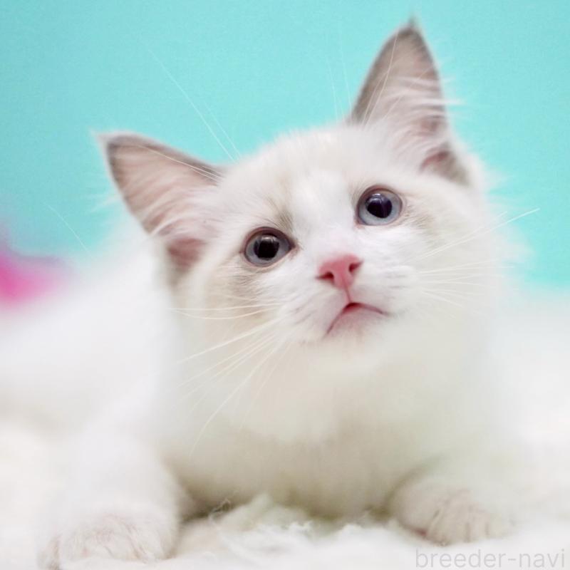 成約済の東京都のラグドール-129841の10枚目