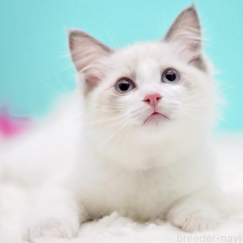 成約済の東京都のラグドール-129841の9枚目