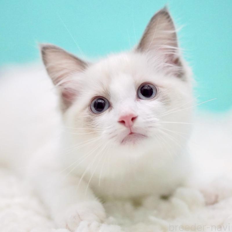 成約済の東京都のラグドール-129841の8枚目