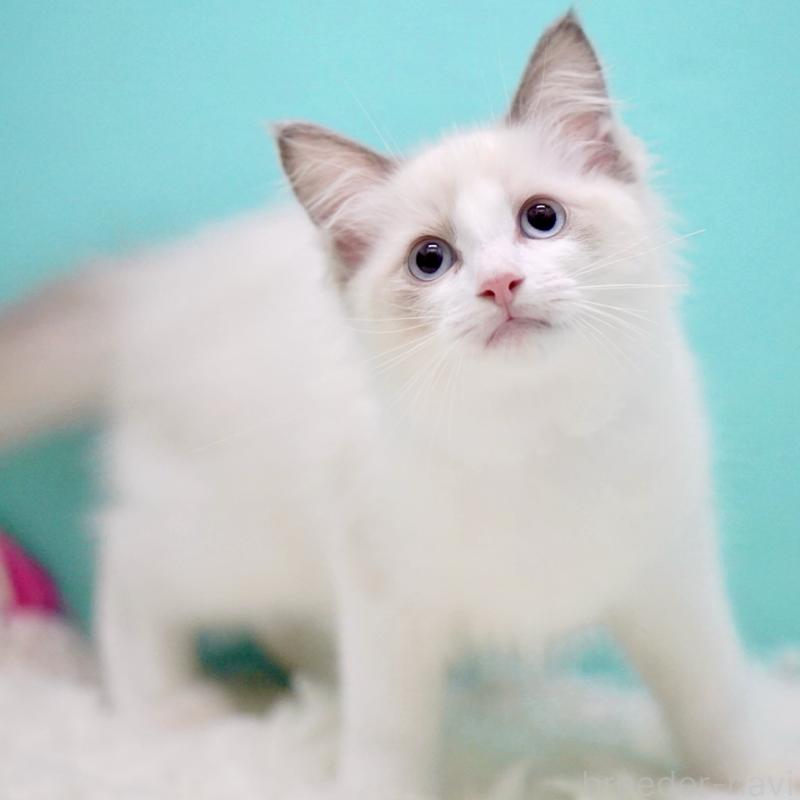 成約済の東京都のラグドール-129841の7枚目