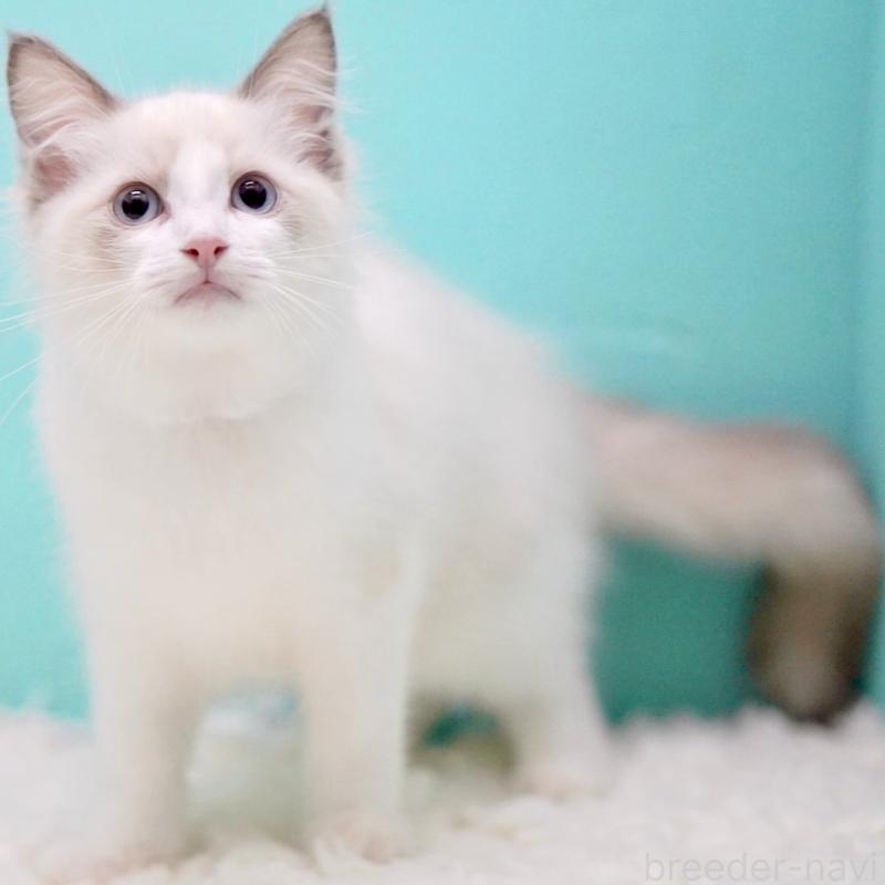 成約済の東京都のラグドール-129841の6枚目