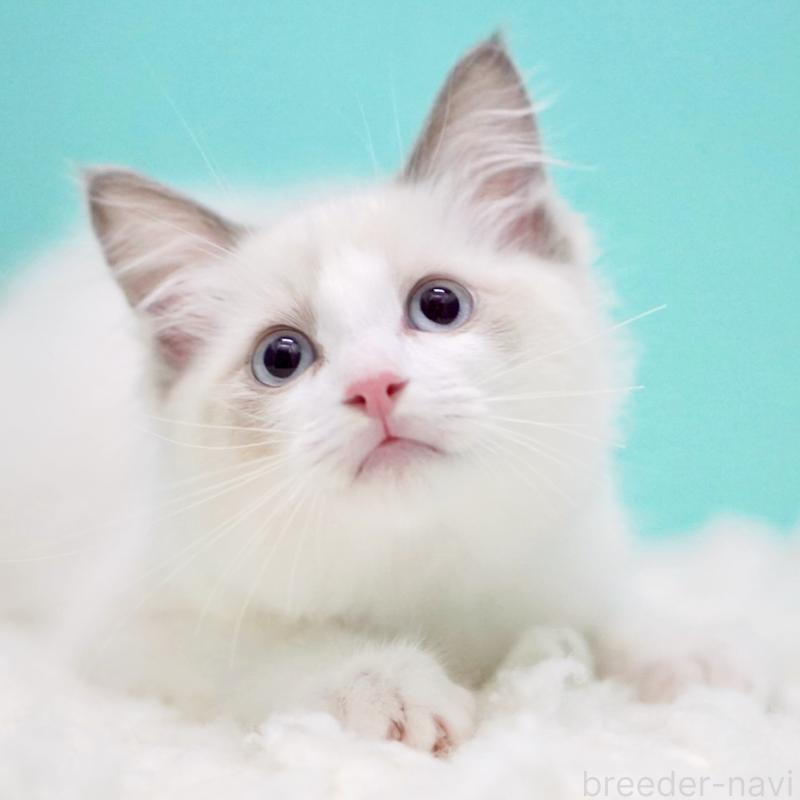 成約済の東京都のラグドール-129841の5枚目