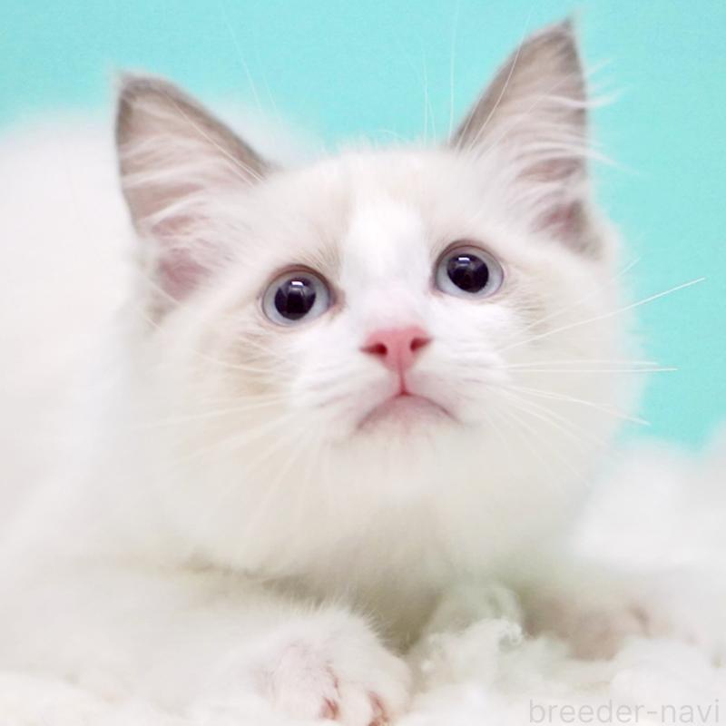 成約済の東京都のラグドール-129841の4枚目