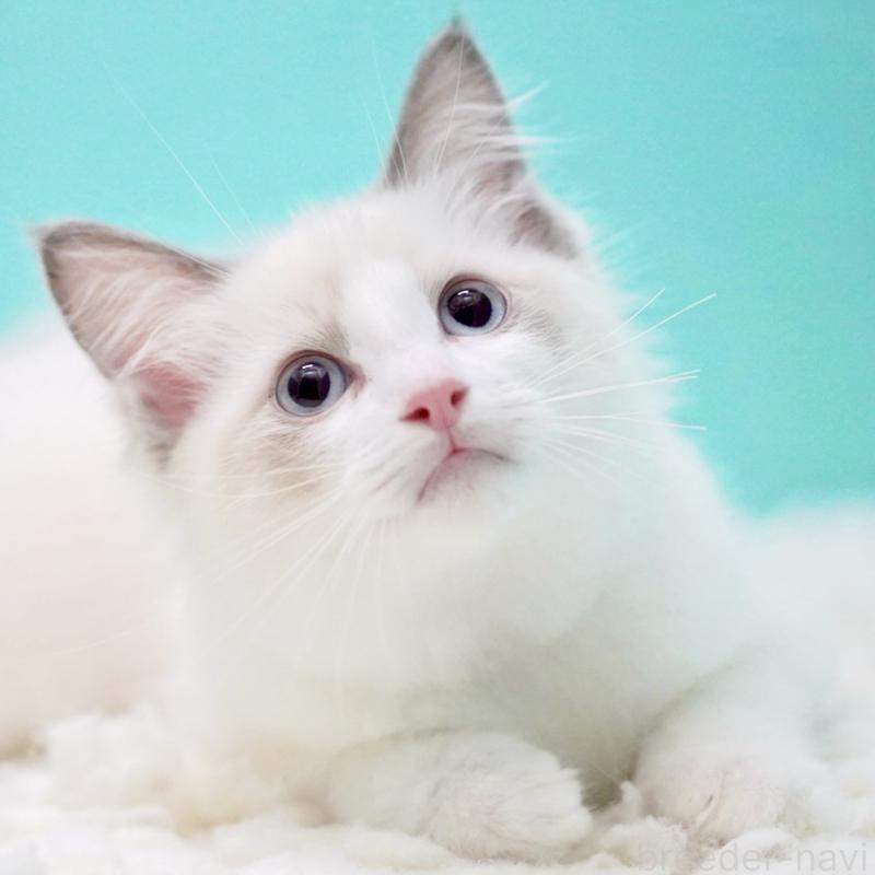 成約済の東京都のラグドール-129841の3枚目