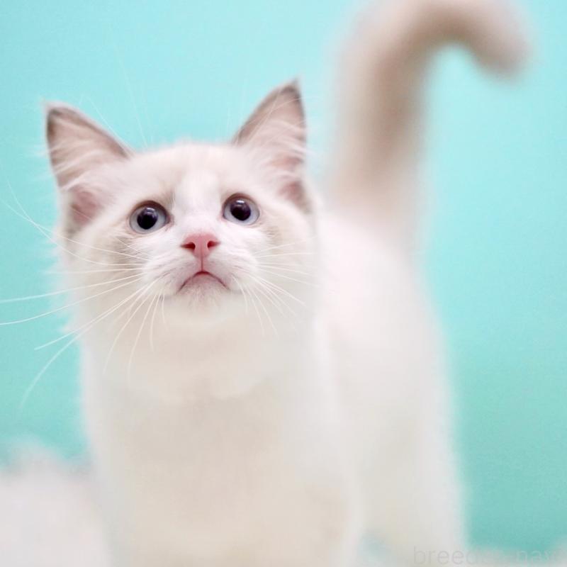 成約済の東京都のラグドール-129841の2枚目