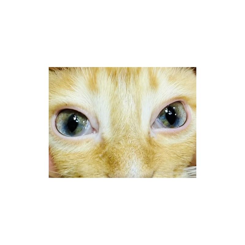 販売中の東京都のラガマフィン-130804の1枚目