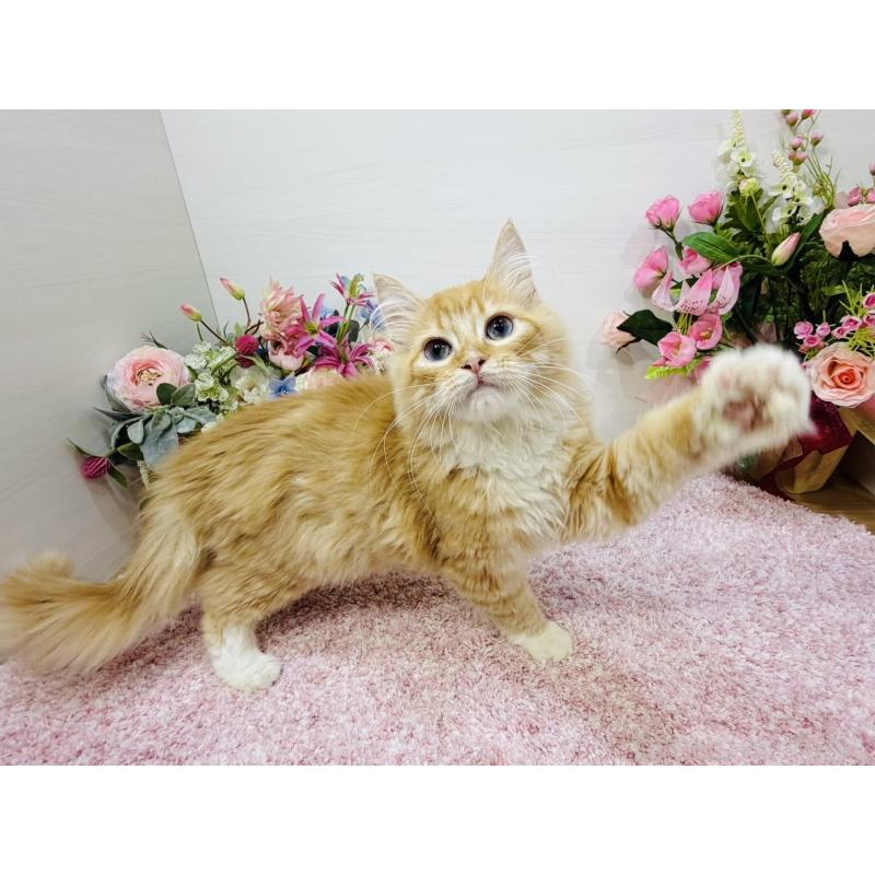 販売中の東京都のラガマフィン-130804の5枚目