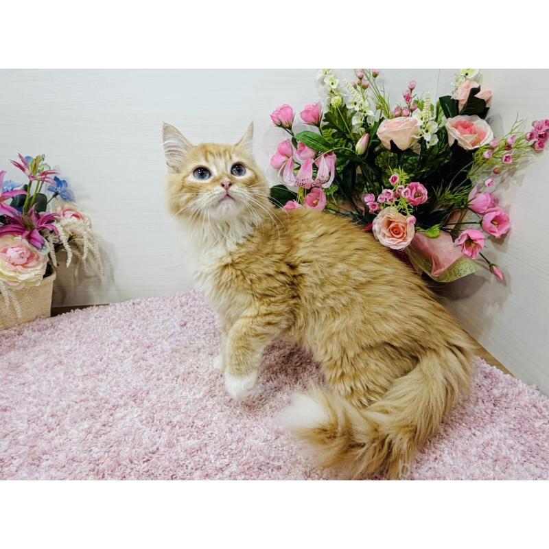 販売中の東京都のラガマフィン-130804の4枚目