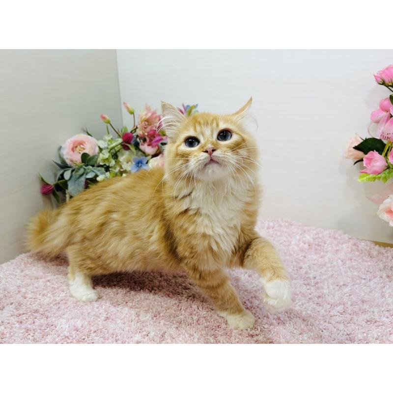 販売中の東京都のラガマフィン-130804の2枚目