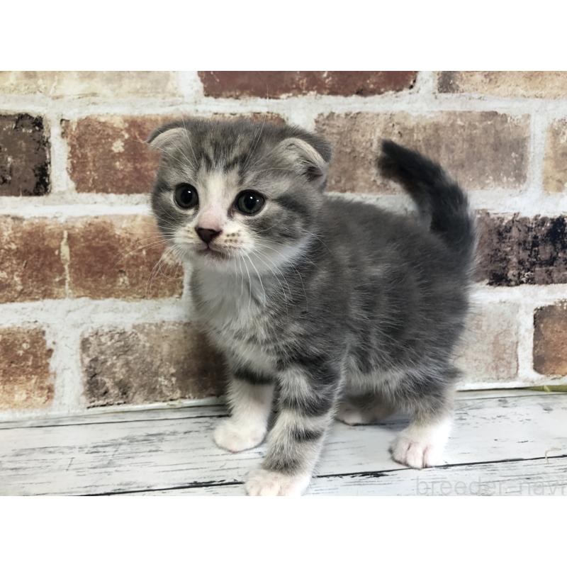 販売中の千葉県のスコティッシュフォールド(折れ耳)-134330の5枚目