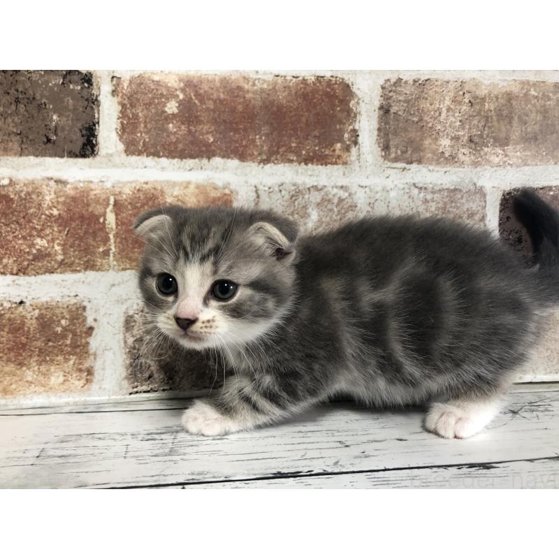 販売中の千葉県のスコティッシュフォールド(折れ耳)-134330の4枚目