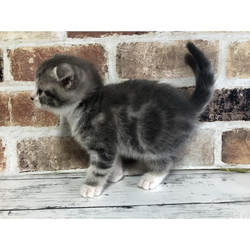 販売中の千葉県のスコティッシュフォールド(折れ耳)-134330の3枚目