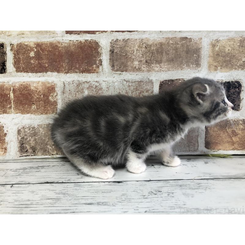 販売中の千葉県のスコティッシュフォールド(折れ耳)-134330の2枚目