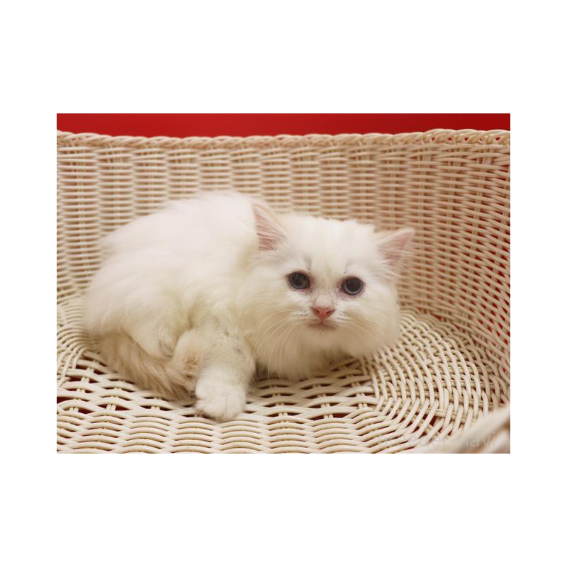 販売中の埼玉県のスコティッシュフォールド-134277の8枚目