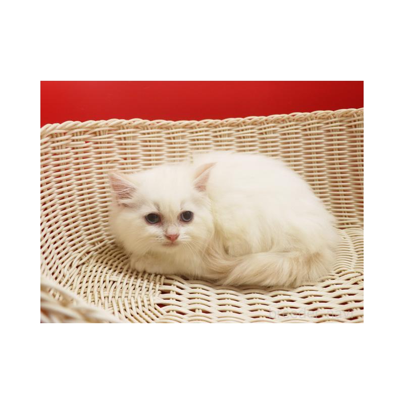 販売中の埼玉県のスコティッシュフォールド-134277の7枚目