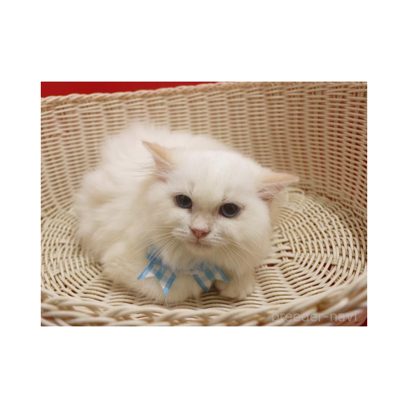 販売中の埼玉県のスコティッシュフォールド-134277の5枚目