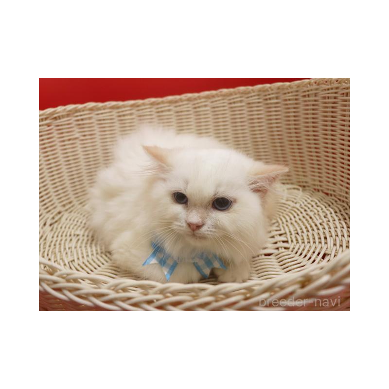 販売中の埼玉県のスコティッシュフォールド-134277の4枚目